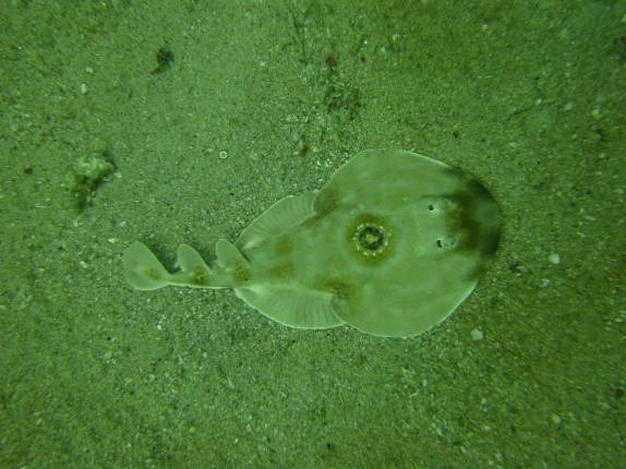 Arraia durante mergulho em El Bajo, ponto de mergulho em Cabo Pulmo, no sul da Baja California, Mar de Cortez, no México